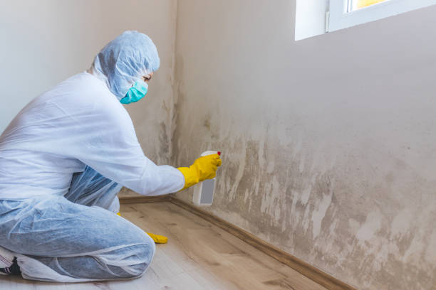 Licensed Black Mold Removal service in Bryn Mawr, PA - WQB Mold Removal