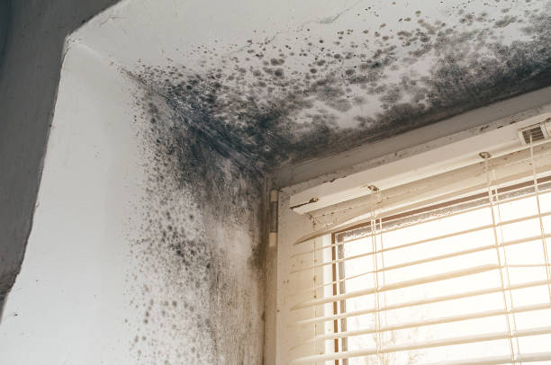 Affordable Black Mold Removal solutions in Bryn Mawr, PA