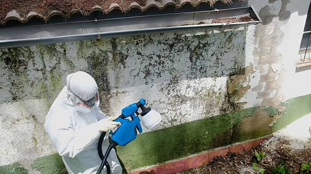 Top rated local Black Mold Removal specialists in Bryn Mawr, PA